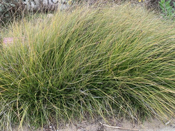 carex praegracilis