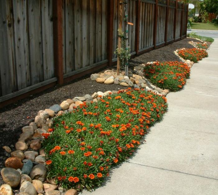 Plant photo of: Gazania krebsiana