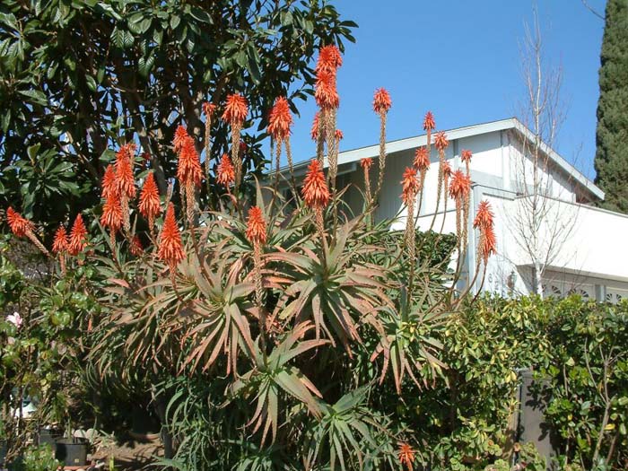 Plant photo of: Aloe arborescens