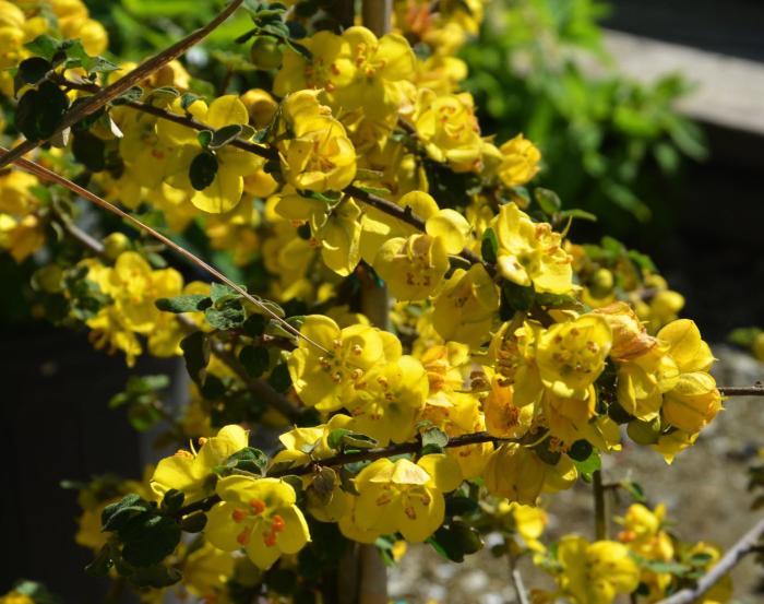 Plant photo of: Fremontodendron californicum