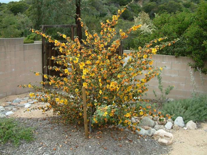 Plant photo of: Fremontodendron californicum