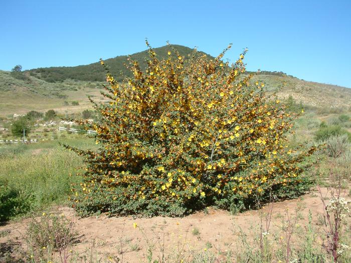 Plant photo of: Fremontodendron californicum