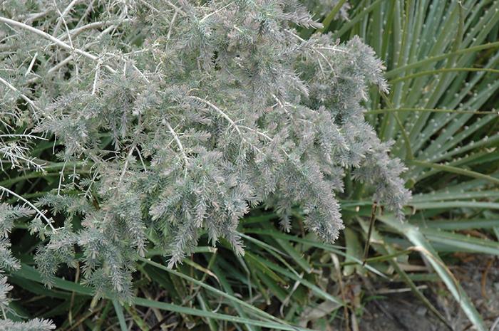 Plant photo of: Melaleuca incana