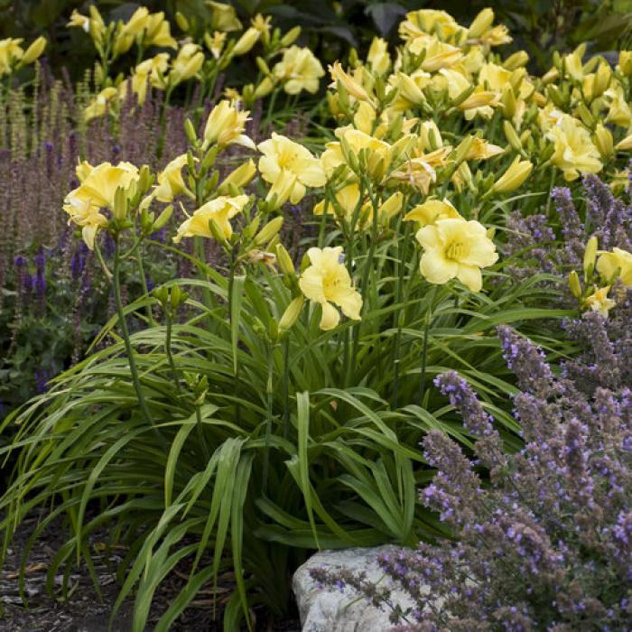 Plant photo of: Hemerocallis hybrids