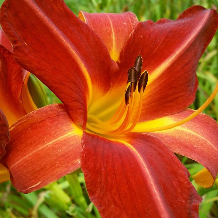 Plant photo of: Hemerocallis hybrids