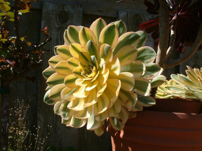 Plant photo of: Aeonium haworthii 'Sunburst'