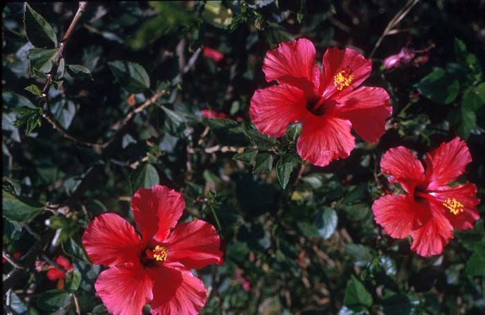 Plant photo of: Hibiscus rosa-sinensis