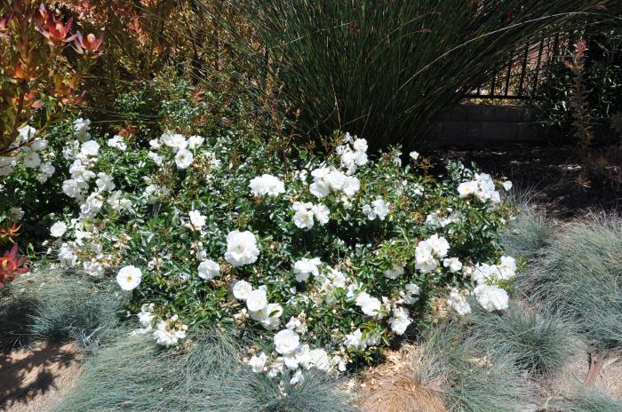 Plant photo of: Rosa Ground Cover varieties