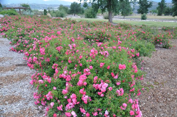 Plant photo of: Rosa Ground Cover varieties