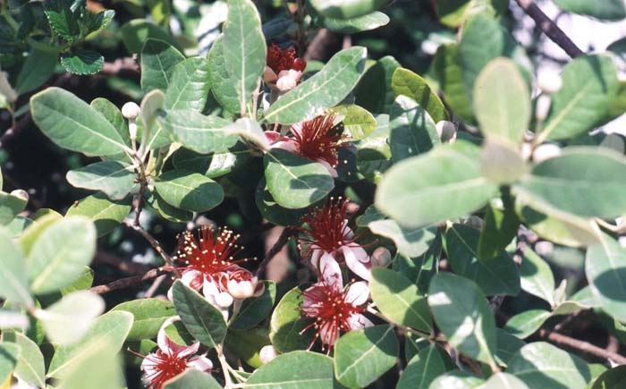 Plant photo of: Psidium calleianum'Rincon'