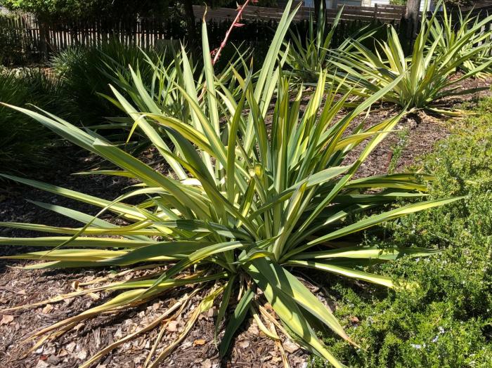 Plant photo of: Beschorneria yuccoides 'Flamingo Glow'