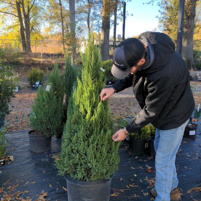 Plant photo of: Juniperus chinensis 'Blue Point'