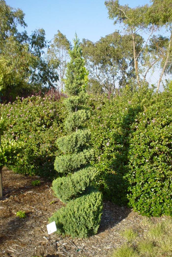 Plant photo of: Juniperus chinensis 'Blue Point'