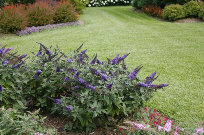 Plant photo of: Buddleia 'Pugster Blue'