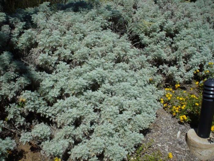 Plant photo of: Artemisia 'Powis Castle'