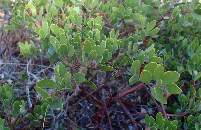 Plant photo of: Arctostaphylos hookeri franciscana