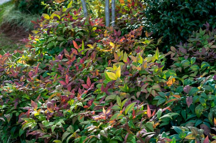 Plant photo of: Nandina domestica 'Blush Pink'