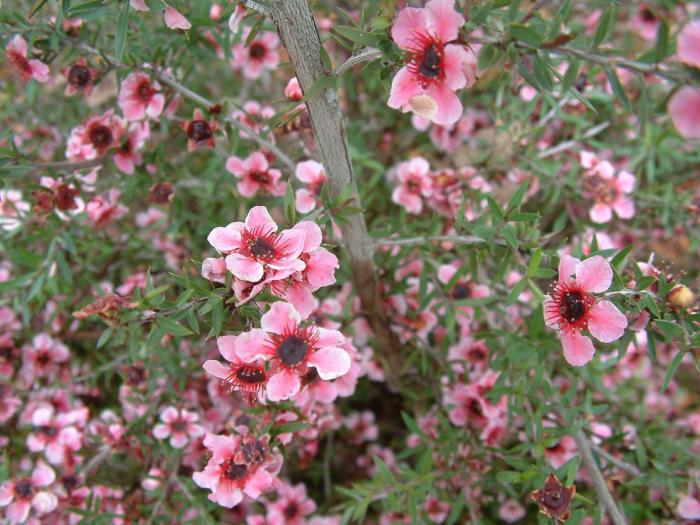 Plant photo of: Leptospermum scoparium