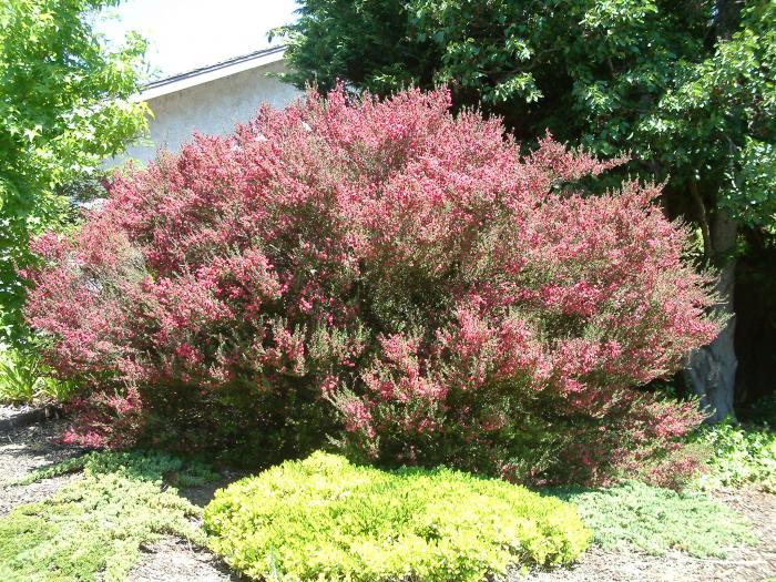 Plant photo of: Leptospermum scoparium