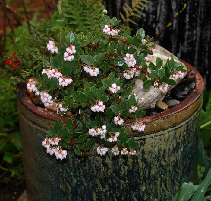 Plant photo of: Arctostaphylos 'Greensphere'