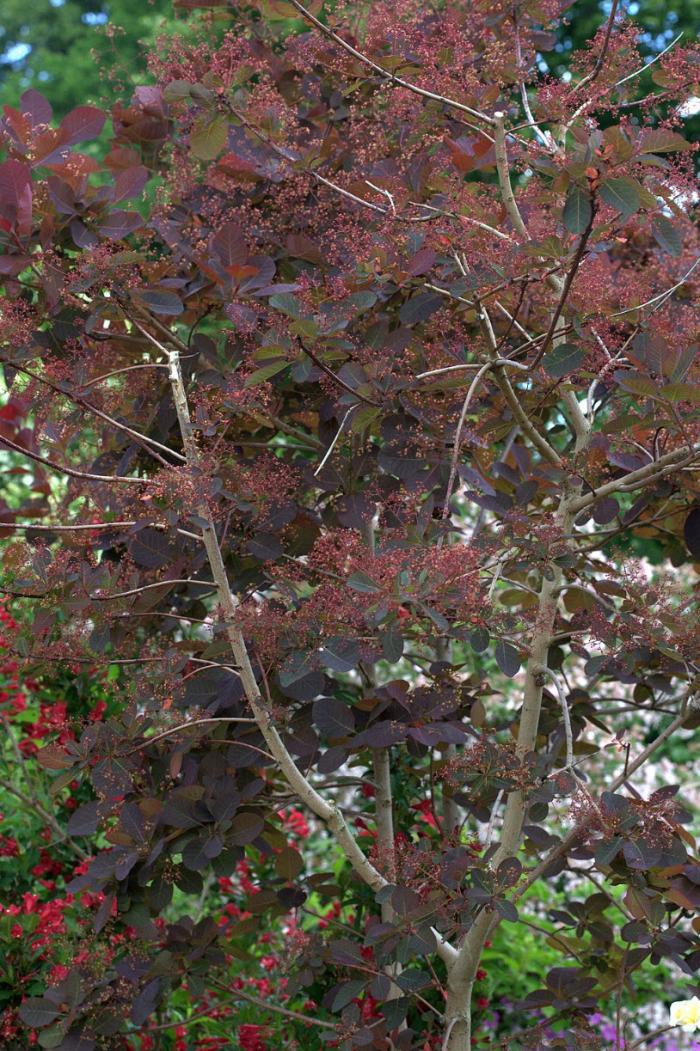 Plant photo of: Cotinus X 'Grace'