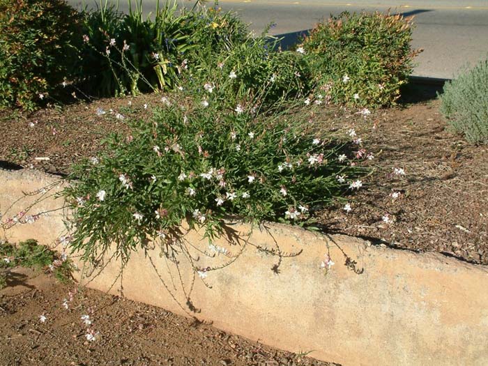 Plant photo of: Gaura lindheimeri