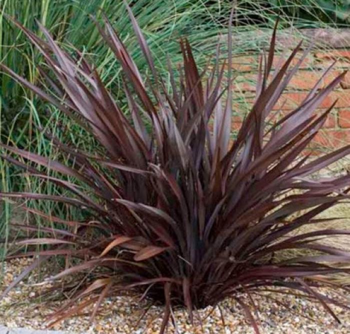 Plant photo of: Phormium tenax 'Bronze Baby'