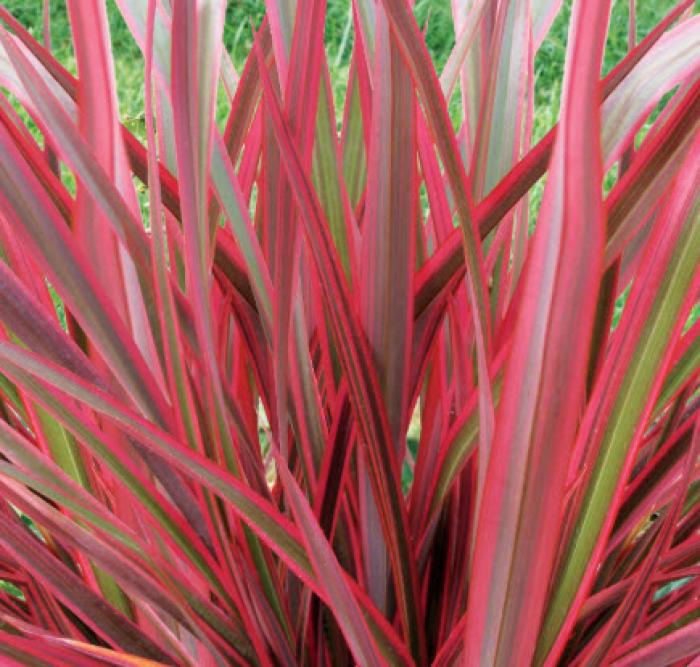 Plant photo of: Phormium 'Jubilee'