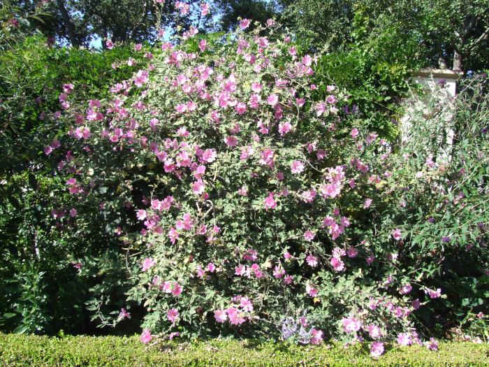 Plant photo of: Lavatera thuringiaca 'Kew Rose'