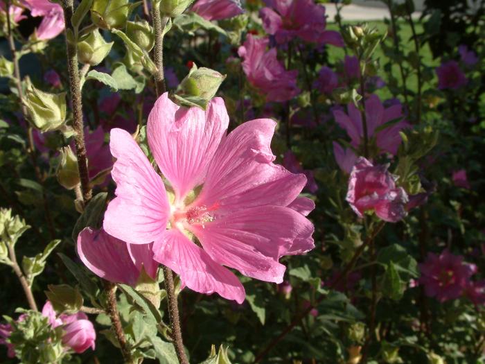 Plant photo of: Lavatera thuringiaca 'Kew Rose'