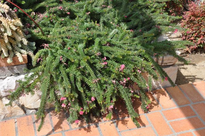 Plant photo of: Grevillea lanigera 'Coastal Gem'