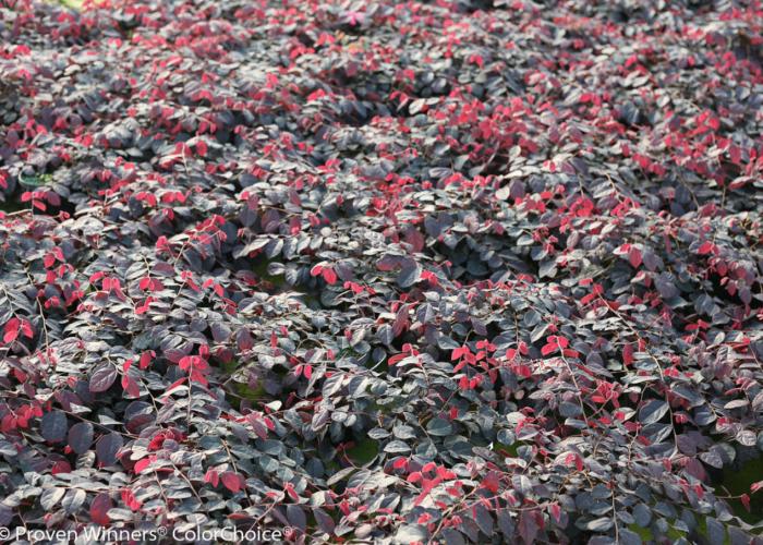 Plant photo of: Loropetalum Jazz Hands â€˜Dwarf Pinkâ€™