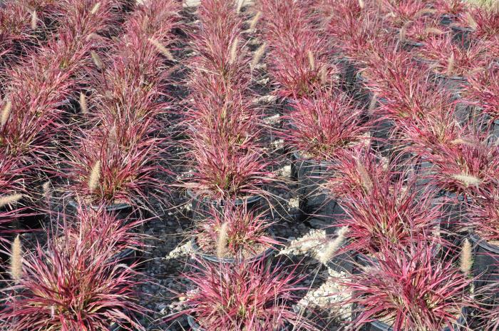 Plant photo of: Pennisetum 'Fireworks'