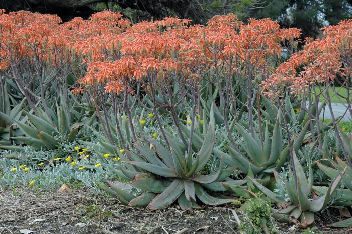 Plant photo of: Aloe striata