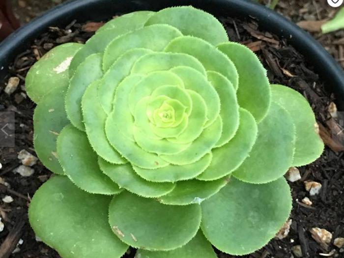 Plant photo of: Aeonium 'Mint Saucer'