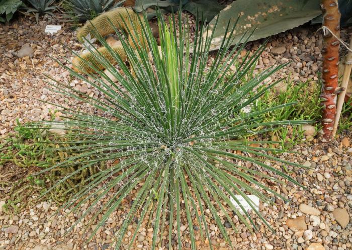 Plant photo of: Agave geminiflora