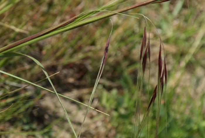 Plant photo of: Nassella pulchra