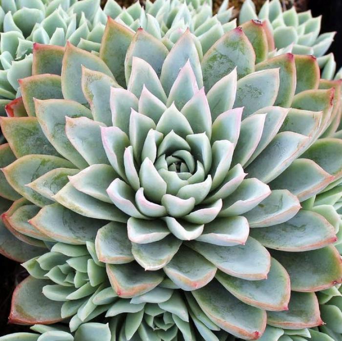 Plant photo of: Echeveria 'Violet Queen'