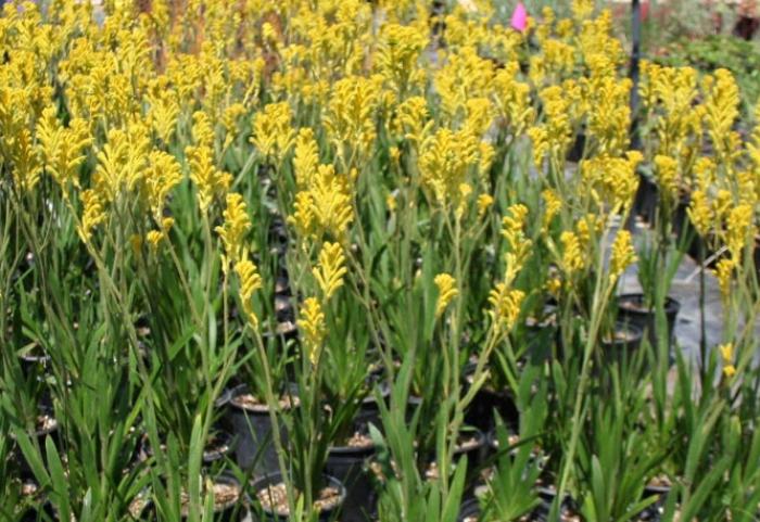 Plant photo of: Anigozanthos flavidus 'Bush Gold'