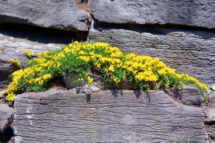 Plant photo of: Aurinia saxatilis