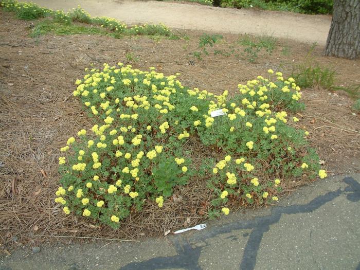 Plant photo of: Eriogonum umb. polyanthum 'Shasta Sulfur