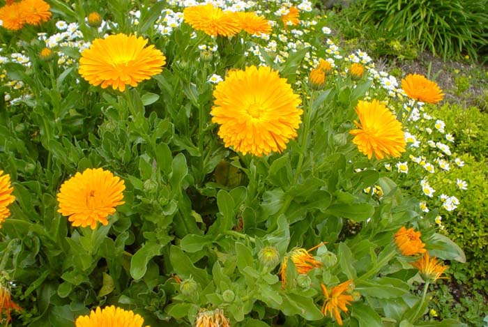 Plant photo of: Calendula officinalis