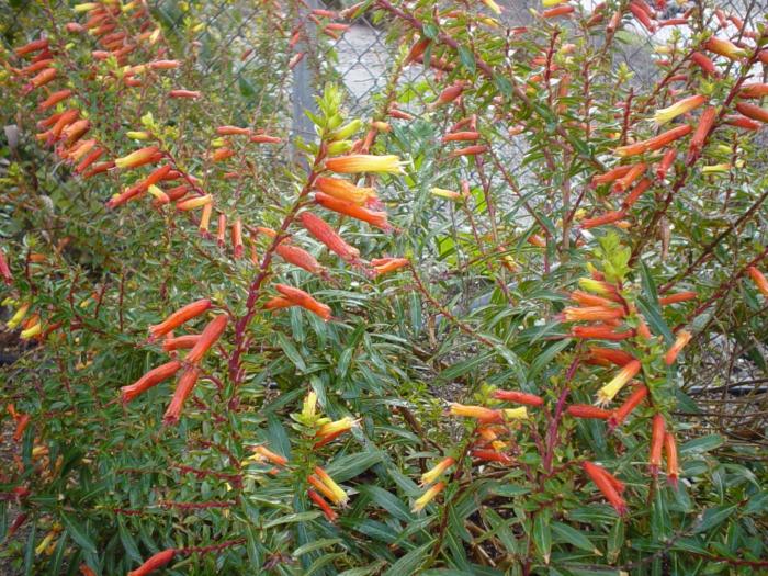 Plant photo of: Cuphea micropetala