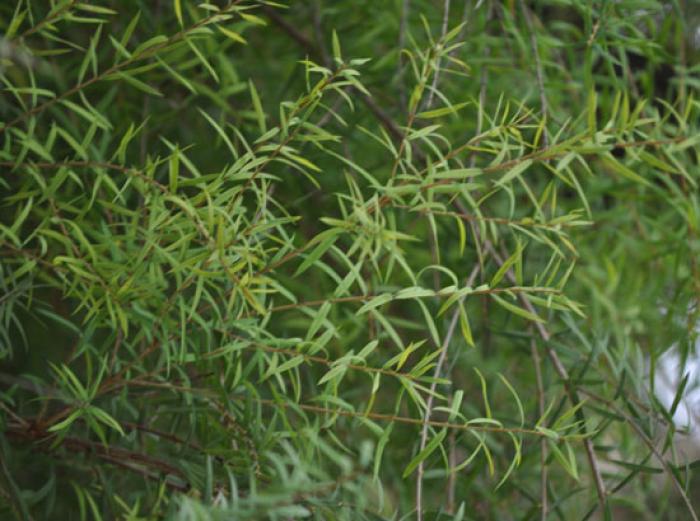 Plant photo of: Melaleuca linariifolia