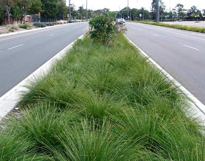 Plant photo of: Lomandra longifolia 'Breeze'