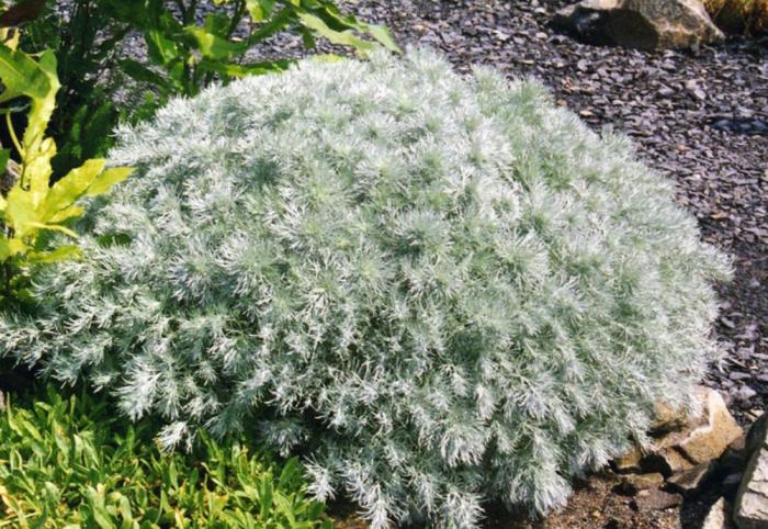 Plant photo of: Artemisia schmidtiana 'Nana'