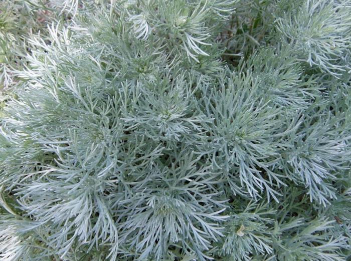 Plant photo of: Artemisia schmidtiana 'Nana'