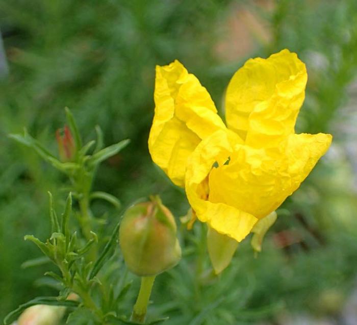 Plant photo of: Calylophus berlandieri