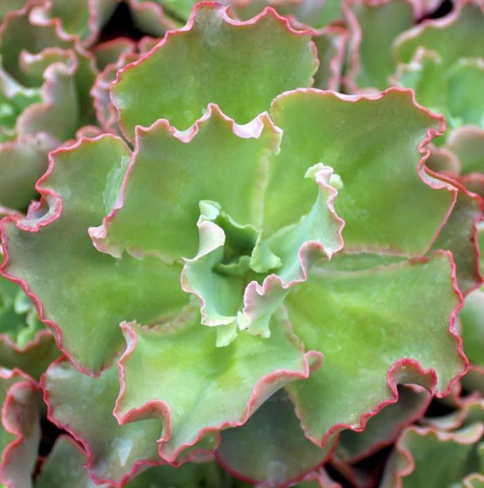 Plant photo of: Echeveria 'Giant Blue'