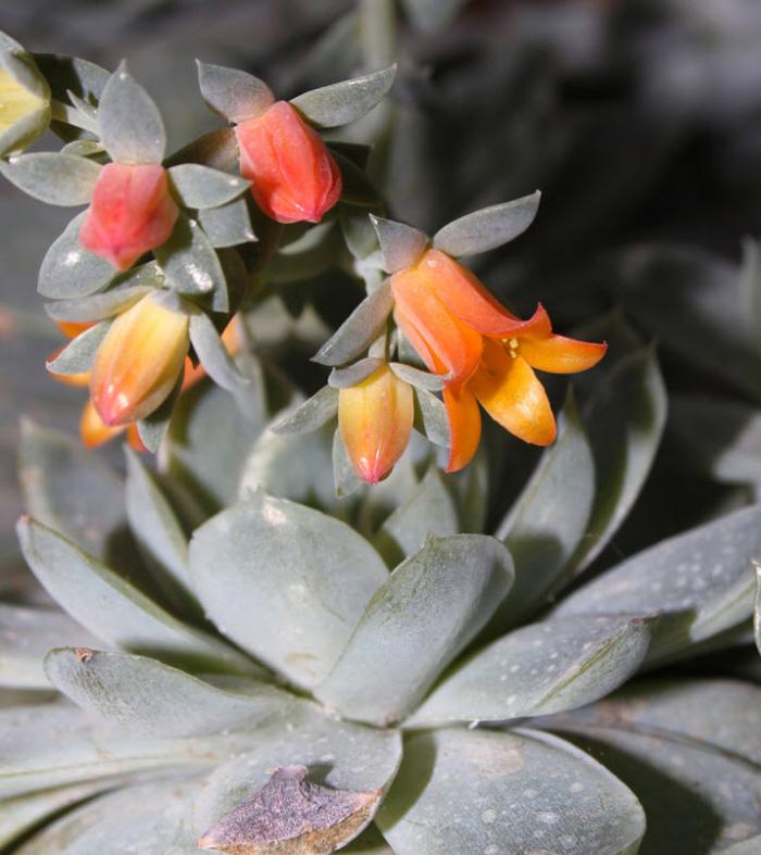 Plant photo of: Echeveria elegans